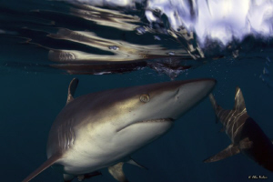 Black tip shark, close up with amazing reflections in the... by Allen Walker 